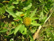 Bidens radiata JuliaKruse 1.jpg