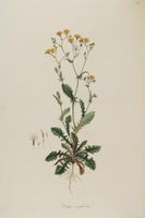 Crepis neglecta.jpg