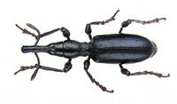 Cylas puncticollis infonet.jpg