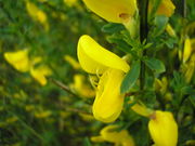 Cytisus scoparius JuliaKruse 1.jpg