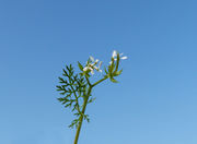 Leaf and Inflorescence of Scandix pecten-veneris L. (photo Andrea Moro 2013)