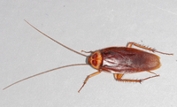 American-cockroach mirror.png