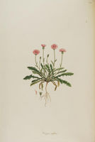 Crepis rubra - 001x.jpg