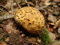 Dickschaliger-Kartoffelbovist Scaloderma-citrinum.jpg