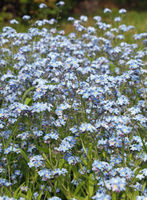 Myosotis arvensis LC0037.jpg