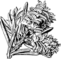 Chrysomyxa Woronini Tranzsch. Abb0084 (Gäumann 1959, Rostpilze Mitteleuropas).png
