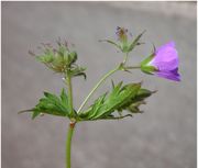 Geranium sylvaticum L.