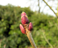 Acer longipes Franch. ex Rehder – Photo: Andrea Moro 2009, Dryades TSB62980.jpg