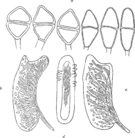 Gymnosporangium tremelloides (A. Br.) Hart. Abb1009 (Gäumann 1959, Rostpilze Mitteleuropas).png