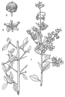 Linedrawing Lawsonia inermis.gif