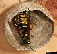 Vespula germanica IPM5380342.jpg