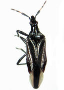 Anthocoris austropiceus.jpg