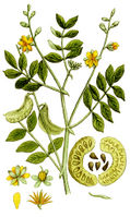 Cassia senna Ypey80-cropped.jpg