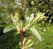 Amelanchier ovalis Medik.