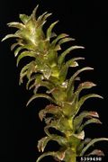 Hydrilla verticillata IPM5399498.jpg