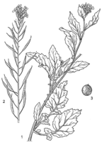 Linedrawing Brassica juncea.gif