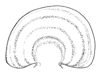 Polyporales-pileus-shape-dimidiate.png