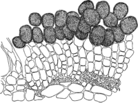 Chrysomyxa ramischia Lagh. Abb0090 (Gäumann 1959, Rostpilze Mitteleuropas).png