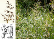 Morphological summary of Catabrosa aquatica (L.) P. Beauv. (photos Matt Lavin, University of Tartu, drawing Coste & Flahault 1906)