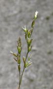 Deschampsia cespitosa (L.) P. Beauv. subsp. cespitosa (photo Andrea Moro 2006)