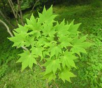 Acer sieboldianum Miq. – Photo: Andrea Moro 2007, Dryades TSB45583.jpg