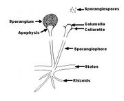 Structure of Rhizopus spp.-english.JPG