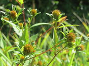 20160825Bidens frondosa07.jpg