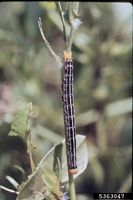 Anticarsia gemmatalis IPM5363047.jpg