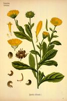 Calendula officinalis - 001x.jpg