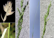 Morphological summary of Poa trivialis L. (photos Andrea Moro)