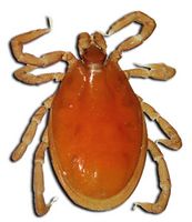 Ixodes rubicundus AfriVIP.jpg