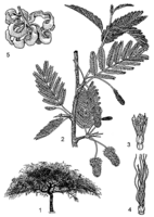 Linedrawing Dichrostachys cinerea.gif