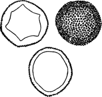 Melampsora allii-populina Kleb. Abb0123-1 (Gäumann 1959, Rostpilze Mitteleuropas).png