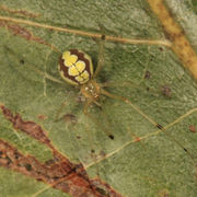 Theridion albidum BugGuide342806.jpg