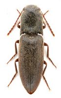 Agriotes rufipalpis Insects 2020.jpg