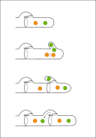 Clamp connections fungi.svg