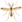 Diptera/midges