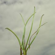 Triglochin maritimum L.