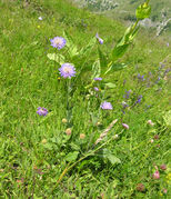 Habit of Knautia arvensis (L.) Coult. (photo Andrea Moro 2009)