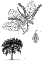 Linedrawing Terminalia brownii.gif