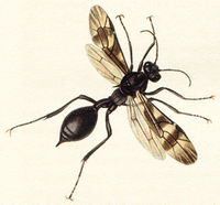 Agriotypusarmatus.jpg