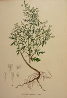 Artemisia annua - 001x.jpg