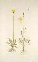 Crepis alpestris.jpg