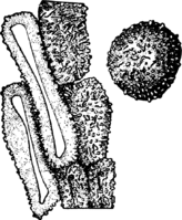 Cronartium asclepiadeum (Willd.) Fr. Aecidiospore Abb0070 (Gäumann 1959, Rostpilze Mitteleuropas).png
