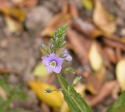 Veronica catenata Pennell