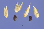 Seeds and glumes of Eleusine indica