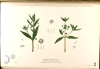 Artemisia viridis Blanco2.284-original.png