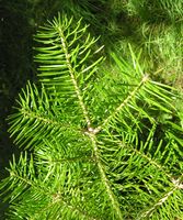 Abies sachalinensis (F. Schmidt) Mast. – Photo: Andrea Moro 2007, Dryades TSB45471.jpg