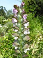 Acanthus longifolius Host – Photo: Andrea Moro 2007, Dryades TSB47803.jpg