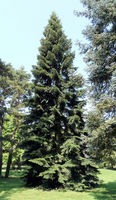 Abies nordmanniana (Steven) Spach – Photo: Andrea Moro 2008, Dryades TSB56505.jpg